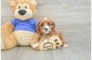 Popular Cavapoo Poodle Mix Pup