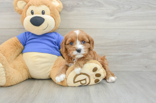 Popular Cavapoo Poodle Mix Pup