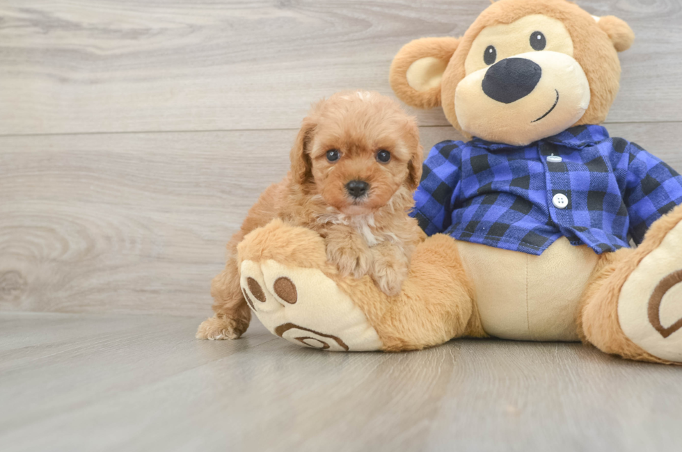 6 week old Cavapoo Puppy For Sale - Florida Fur Babies