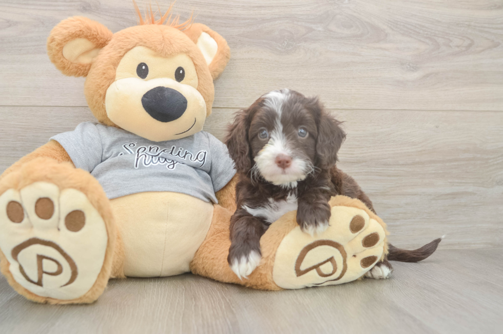 6 week old Cavapoo Puppy For Sale - Florida Fur Babies