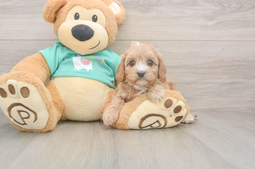 5 week old Cavapoo Puppy For Sale - Florida Fur Babies