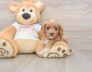 8 week old Cavapoo Puppy For Sale - Florida Fur Babies