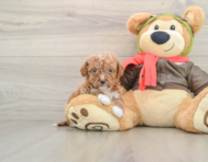 8 week old Cavapoo Puppy For Sale - Florida Fur Babies