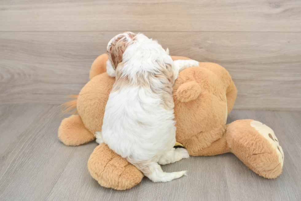 Best Cavapoo Baby