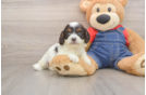 Sweet Cavapoo Baby