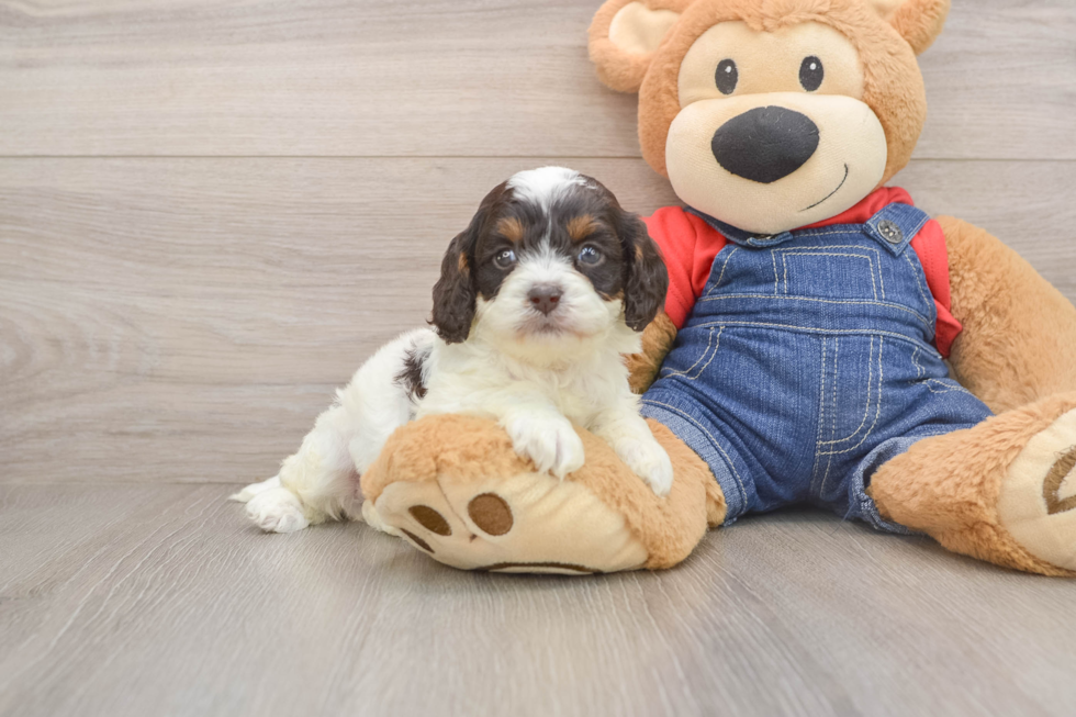 Sweet Cavapoo Baby