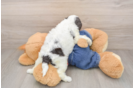 Adorable Cavalier King Charles Spaniel and Poodle Mix Poodle Mix Puppy