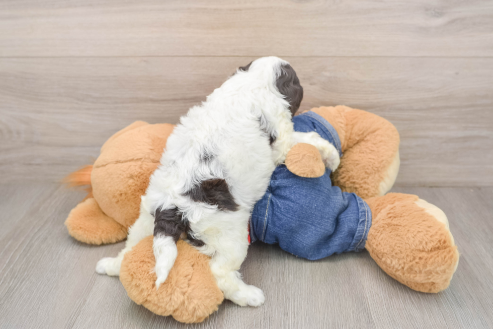 Adorable Cavalier King Charles Spaniel and Poodle Mix Poodle Mix Puppy