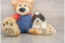 Happy Cavapoo Baby