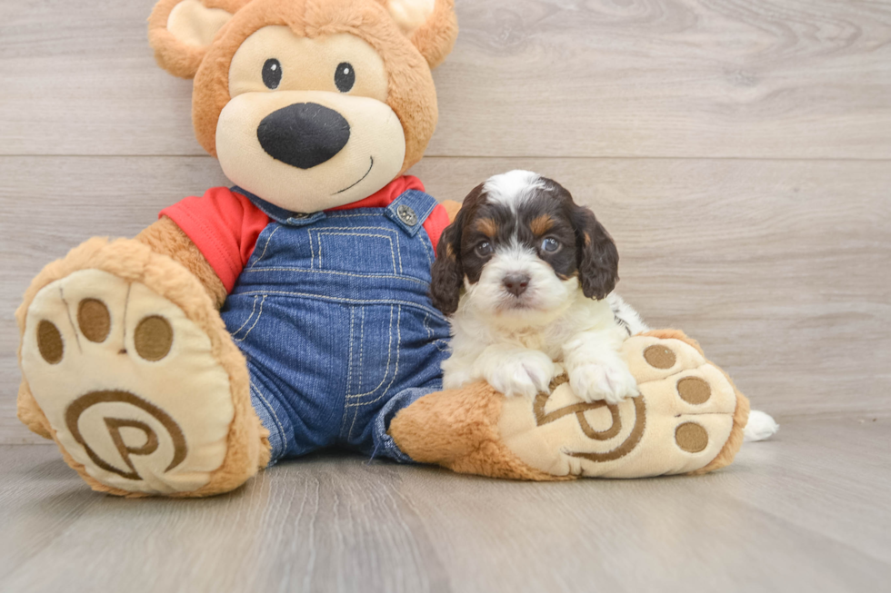 Happy Cavapoo Baby