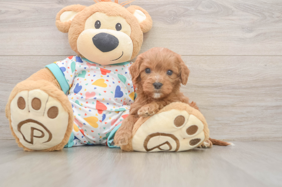 6 week old Cavapoo Puppy For Sale - Florida Fur Babies