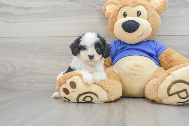 Little Cavoodle Poodle Mix Puppy