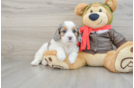 Cavapoo Puppy for Adoption