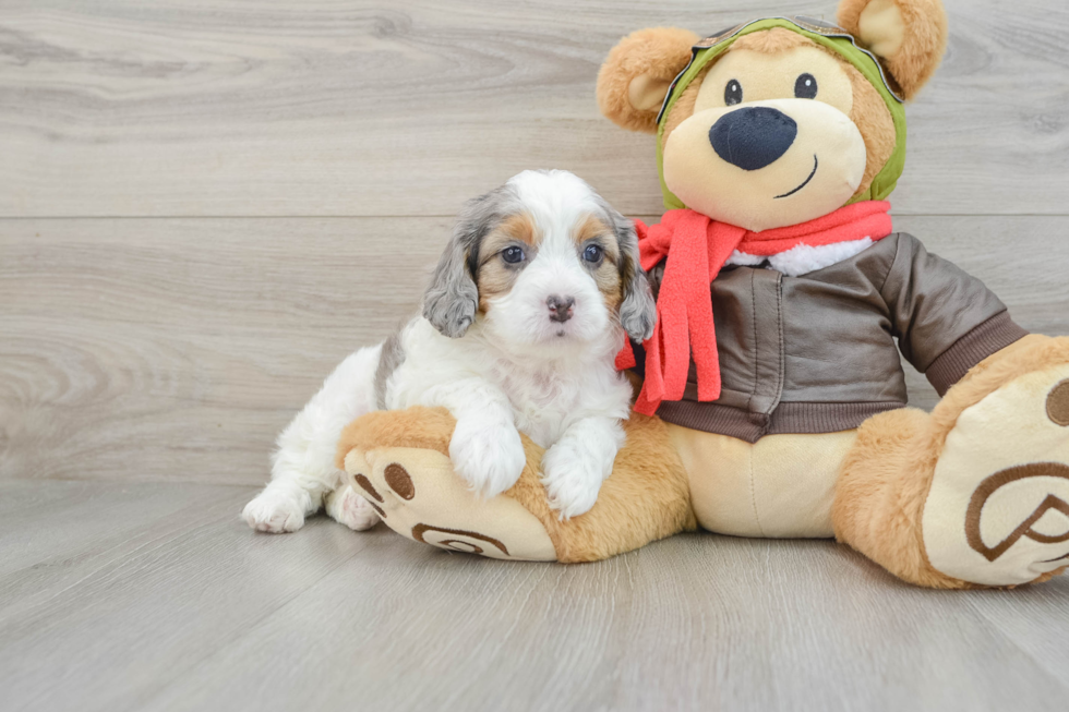 Cavapoo Puppy for Adoption