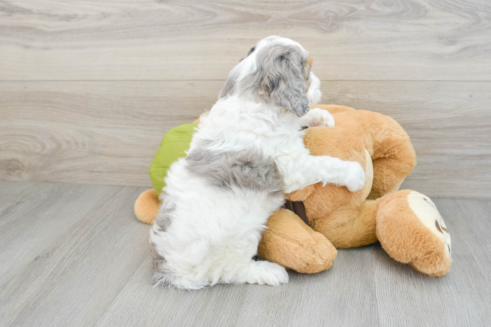 Cavapoo Puppy for Adoption