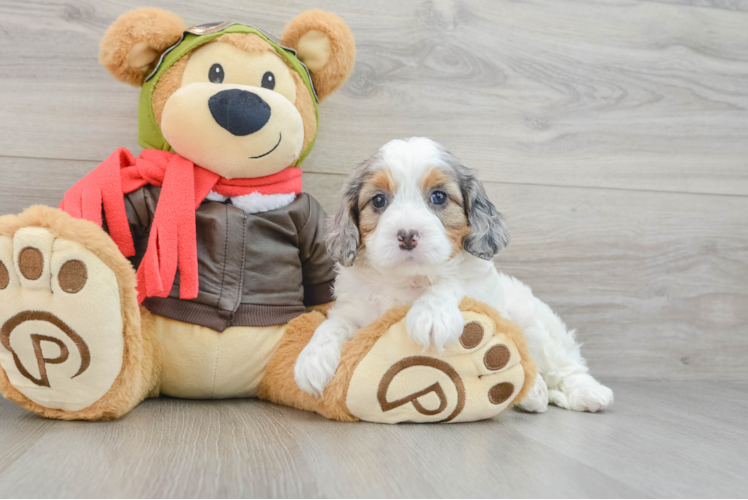 Energetic Cavoodle Poodle Mix Puppy