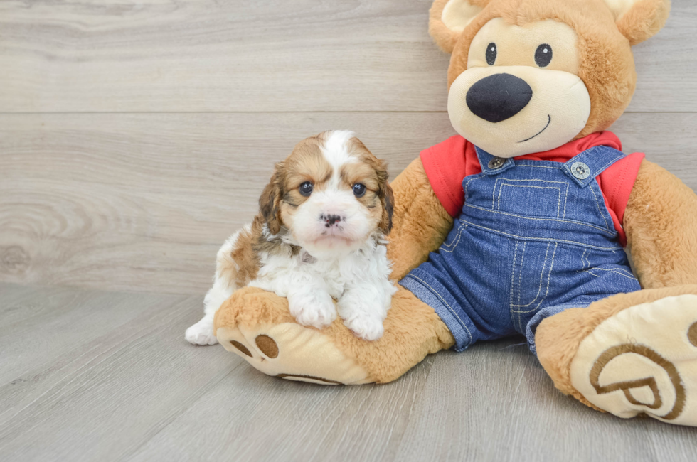 6 week old Cavapoo Puppy For Sale - Florida Fur Babies