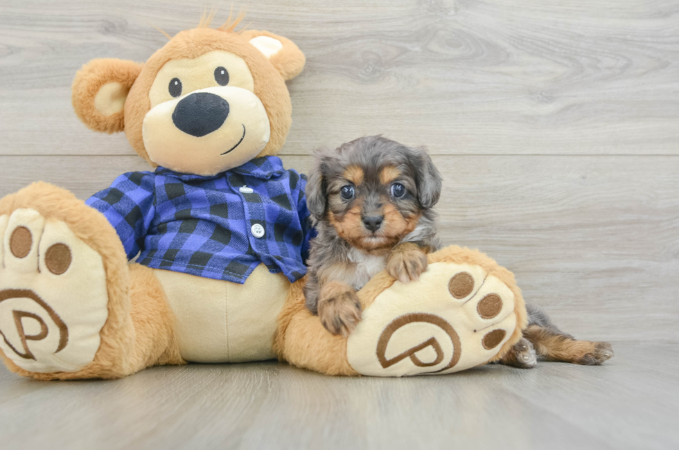 6 week old Cavapoo Puppy For Sale - Florida Fur Babies