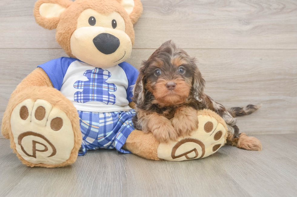 5 week old Cavapoo Puppy For Sale - Florida Fur Babies
