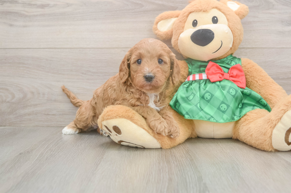 5 week old Cavapoo Puppy For Sale - Florida Fur Babies