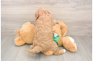 Petite Cavapoo Poodle Mix Pup