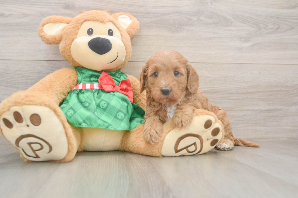 Cavapoo Pup Being Cute