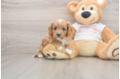 Small Cavapoo Baby