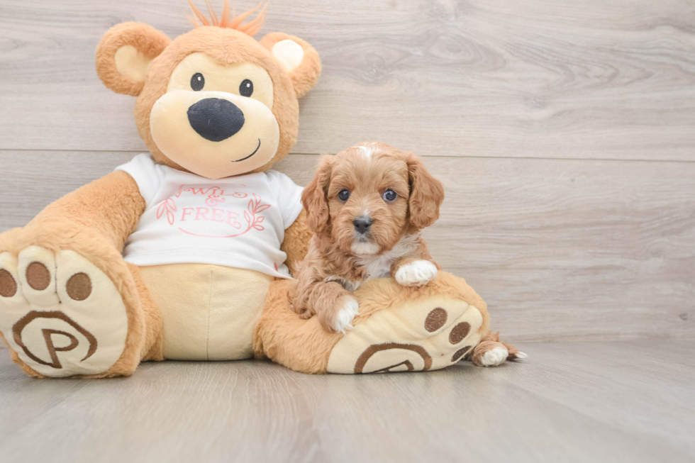 Cavapoo Puppy for Adoption