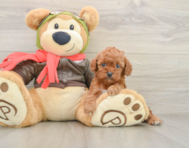8 week old Cavapoo Puppy For Sale - Florida Fur Babies