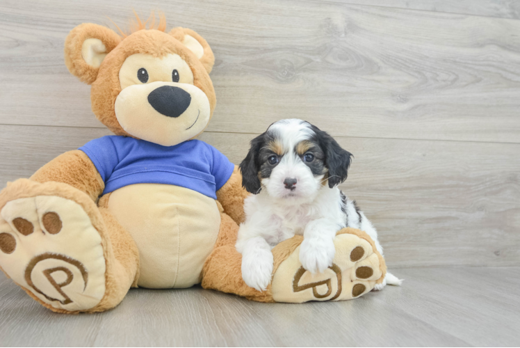Best Cavapoo Baby
