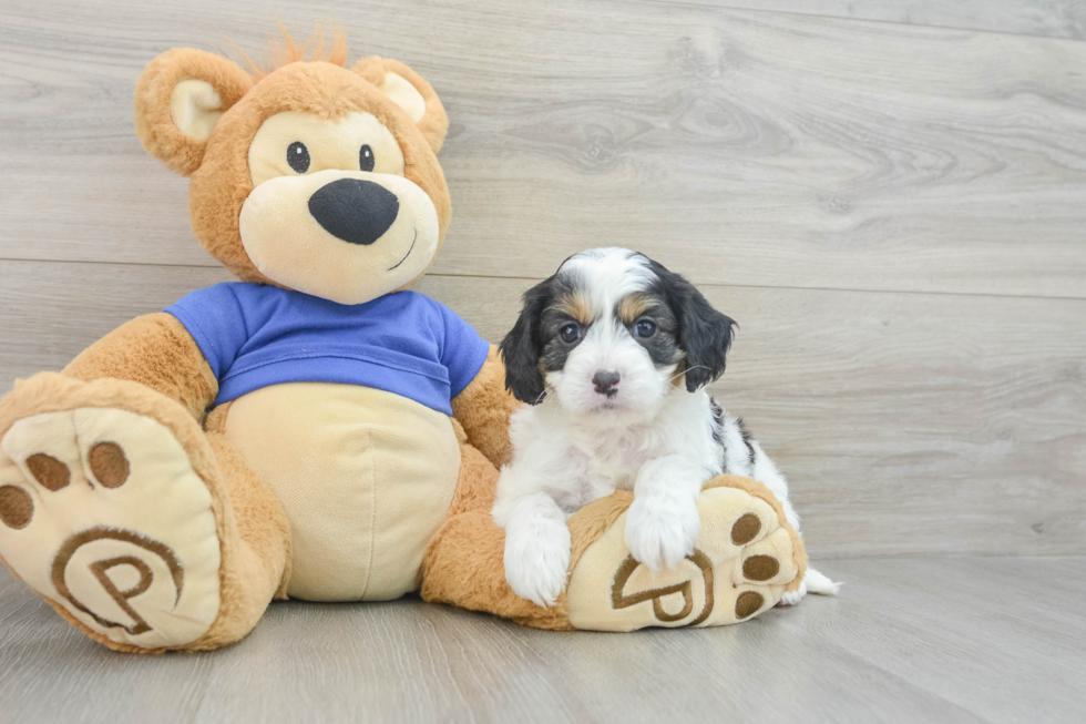 Best Cavapoo Baby