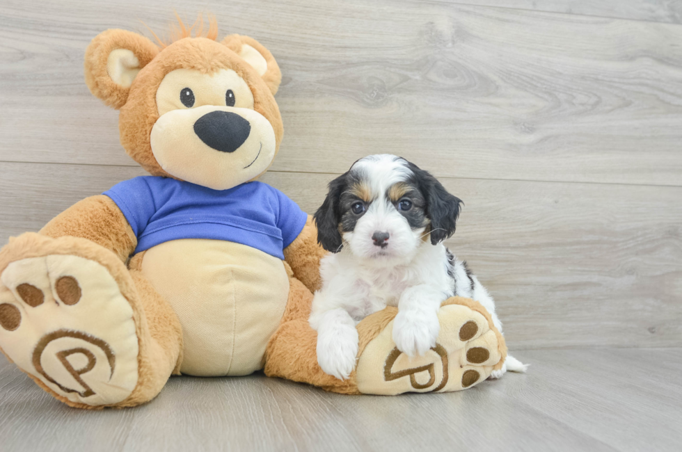 7 week old Cavapoo Puppy For Sale - Florida Fur Babies