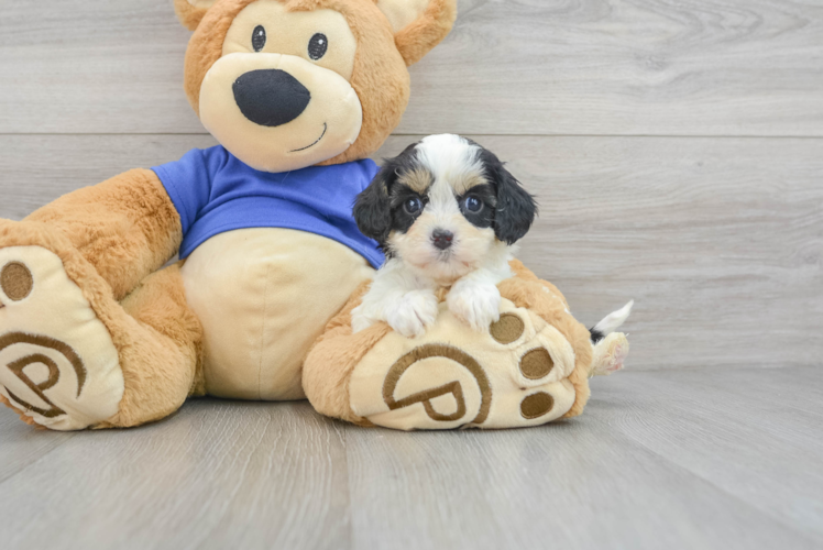 Cavapoo Pup Being Cute