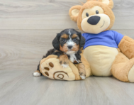 9 week old Cavapoo Puppy For Sale - Florida Fur Babies