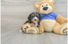 Cavapoo Pup Being Cute