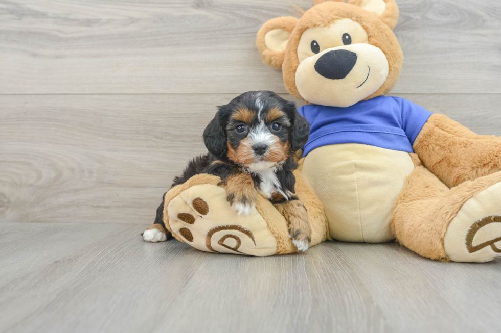 Cavapoo Pup Being Cute