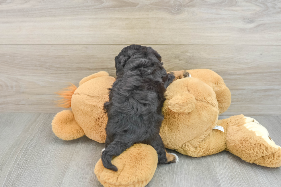 Best Cavapoo Baby