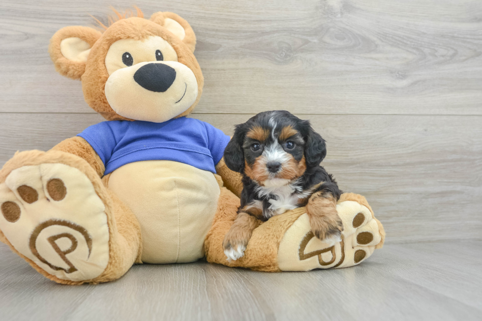 Playful Cavapoodle Poodle Mix Puppy