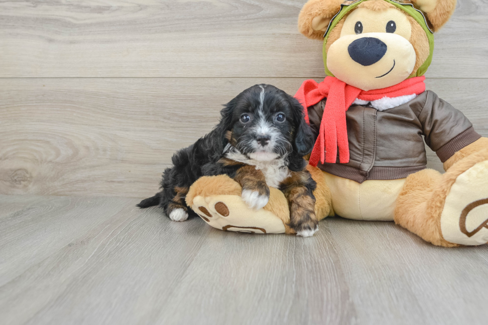 Sweet Cavapoo Baby