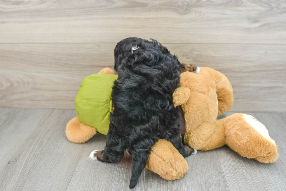 Popular Cavapoo Poodle Mix Pup