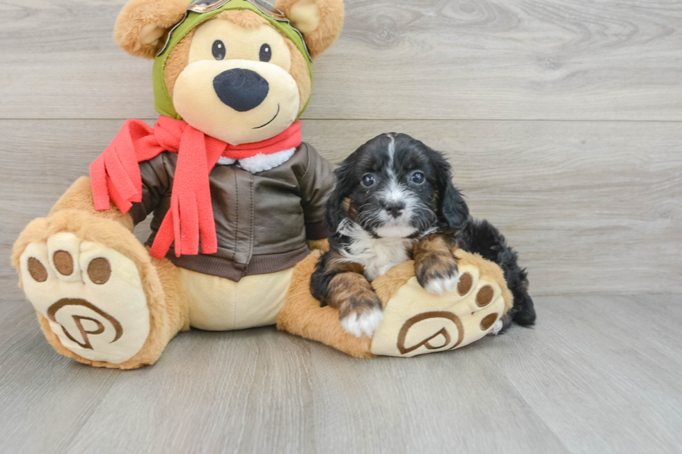 Cavapoo Puppy for Adoption