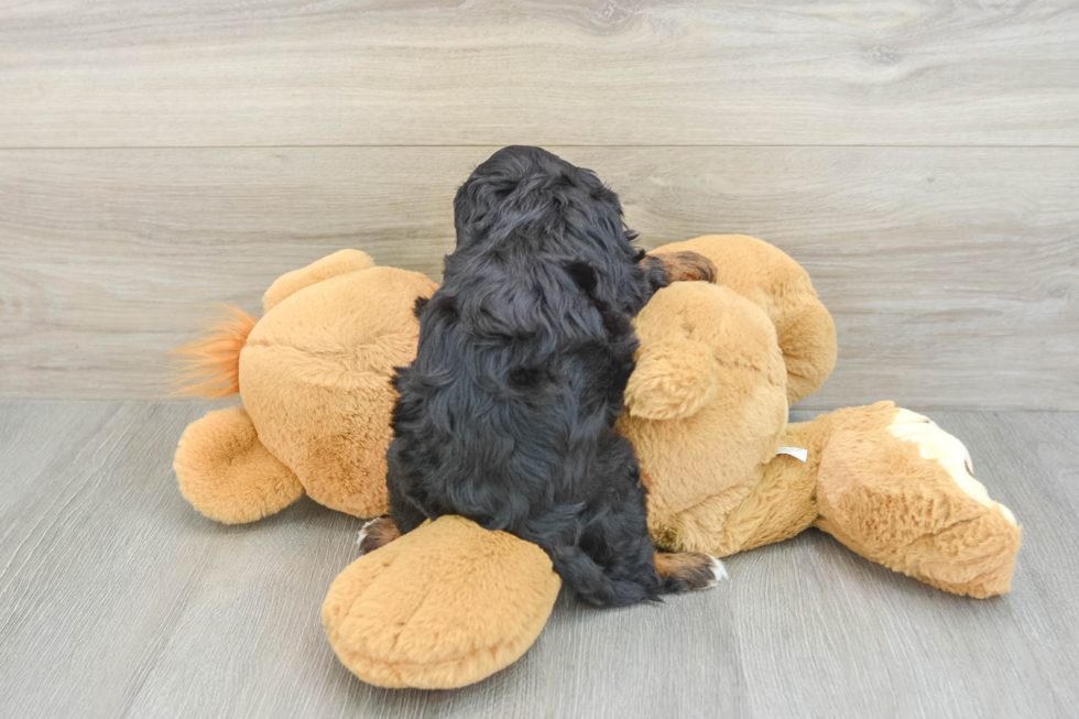 Best Cavapoo Baby