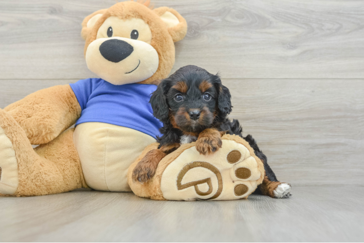 Best Cavapoo Baby