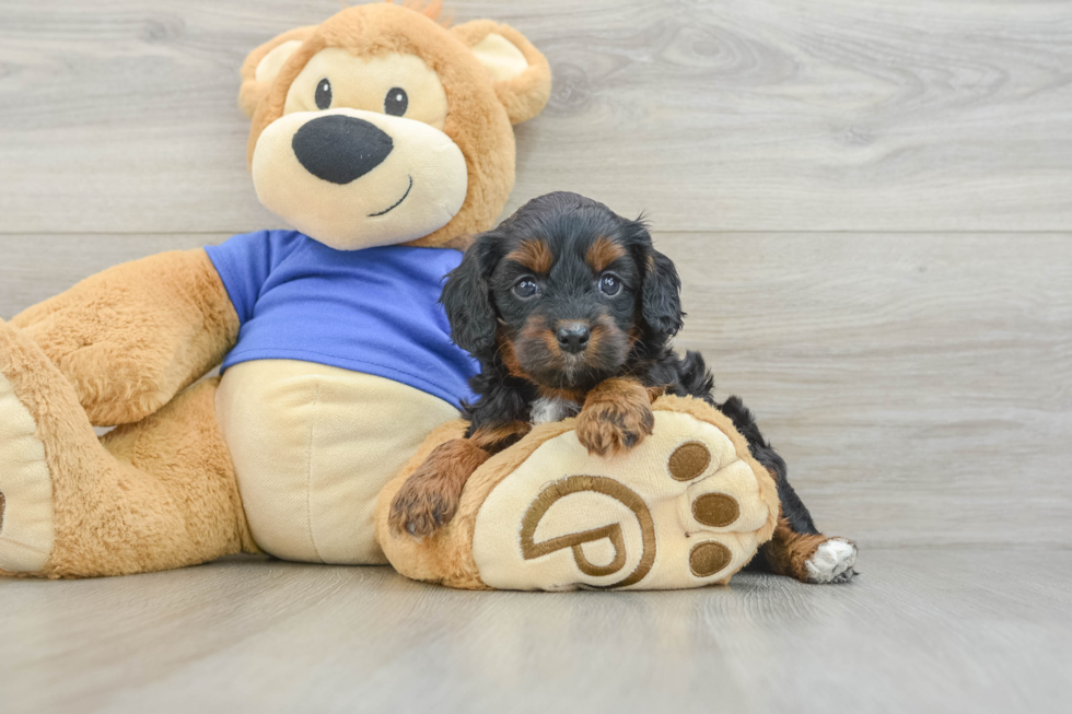 Best Cavapoo Baby