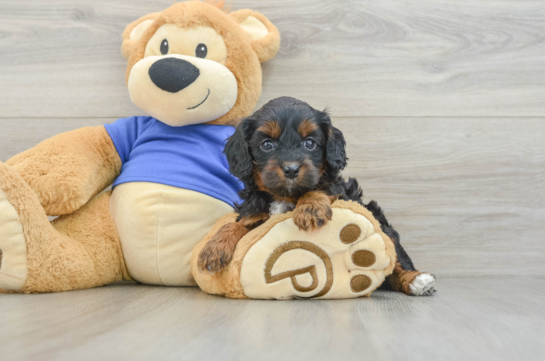 Best Cavapoo Baby