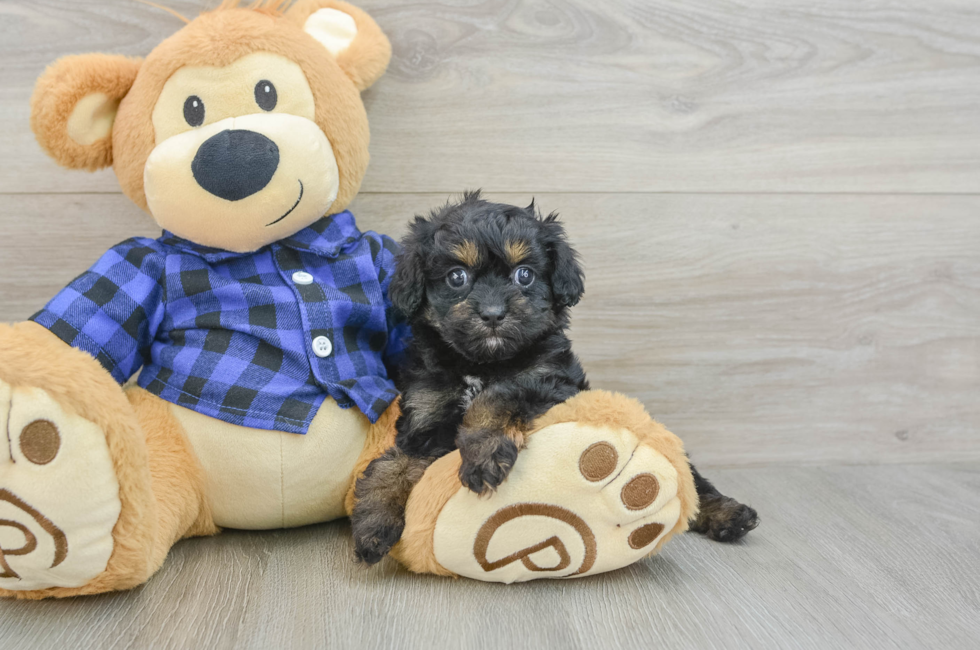 6 week old Cavapoo Puppy For Sale - Florida Fur Babies
