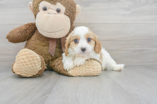 6 week old Cavapoo Puppy For Sale - Florida Fur Babies