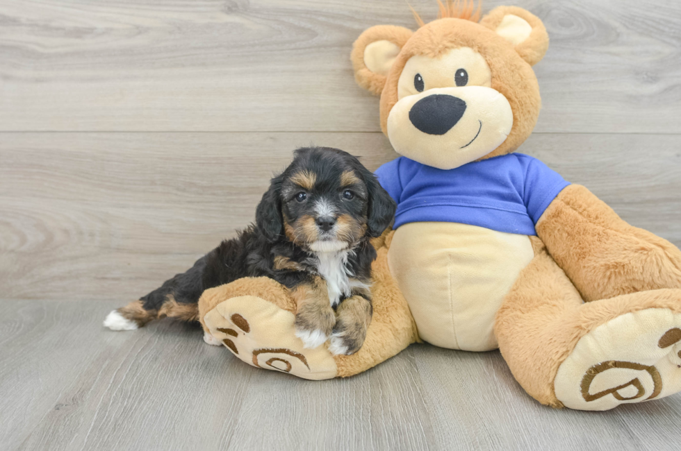 7 week old Cavapoo Puppy For Sale - Florida Fur Babies