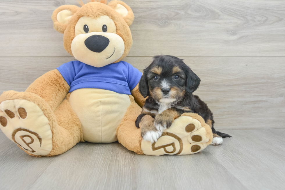 Smart Cavapoo Poodle Mix Pup