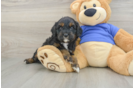 Adorable Cavalier King Charles Spaniel and Poodle Mix Poodle Mix Puppy